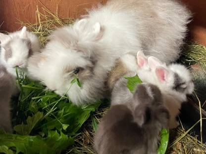 Bild 3:Zwerghase Kaninchen Zwergkaninchen Löwenkopf Teddy