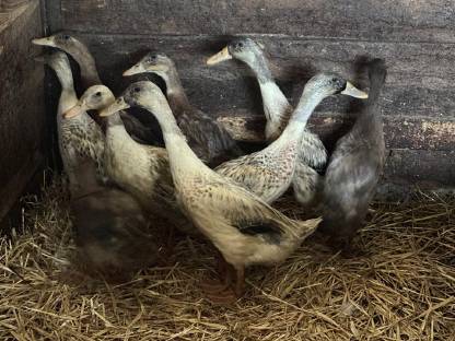 Bild 8:Warzenenten und Laufenten