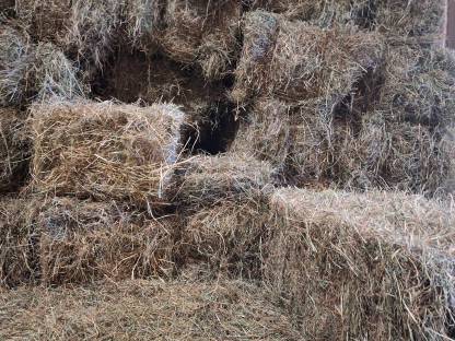 Bild 3:Heuballen, Grummetballen, Einmahdiges, Kleinballen, Bio