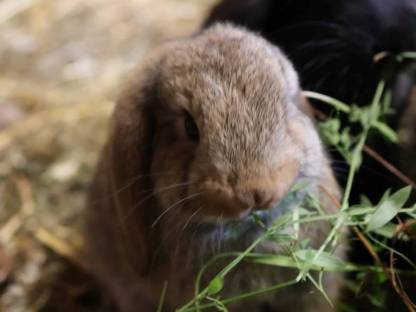 Bild 3:Deutsche Widder Jungtiere