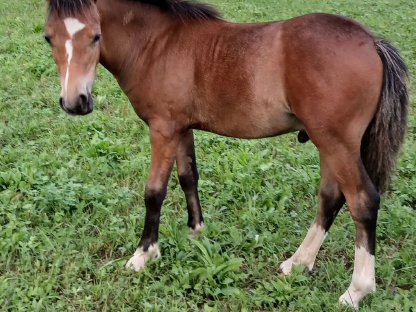 Welsh Mountain Pony, Sekt. A