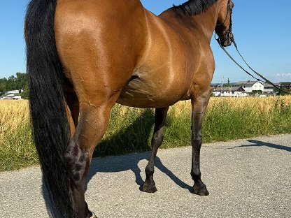 Bild 3:Tschechisches Warmblut, Stute, 13 Jahre, 150 cm, Brauner