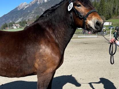 Bild 3:Noriker Stute Vreni