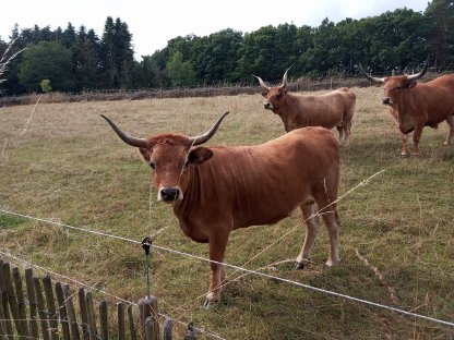 Bild 4:Cachena Rinder abzugeben