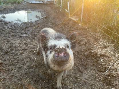 Bild 6:Bio Mini Kune Kune Ferkel