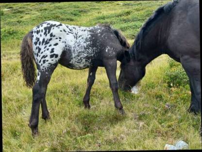 Bild 2:Hengstfohlen Lotus