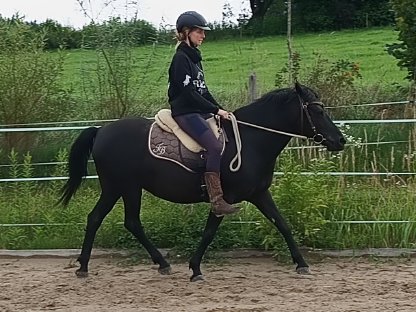 Bild 8:Huzulen Stute