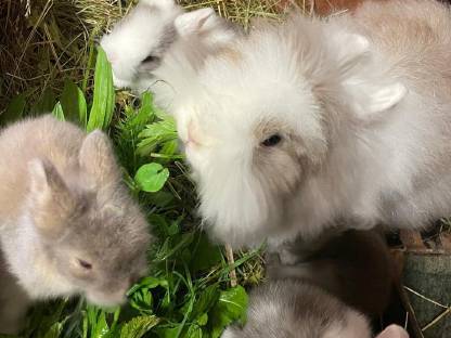 Bild 7:Zwerghase Kaninchen Zwergkaninchen Löwenkopf Teddy