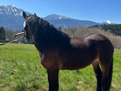 Bild 7:Noriker Stute Vreni