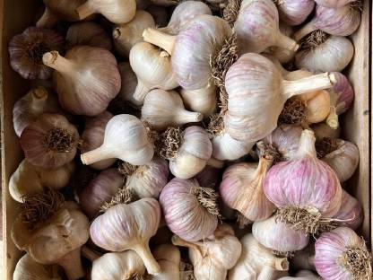 Bild 2:Bio-Knoblauch