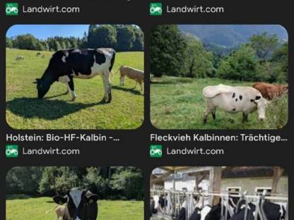 Suche trächtige BIO HF Kalbin