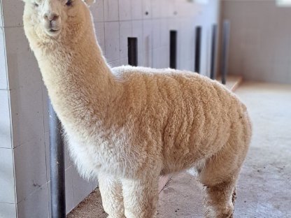 Bild 2:Alpakas