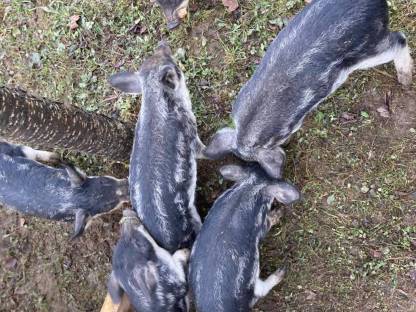 Mangalitza Ferkel