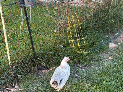 Bild 7:Zwerghuhnpaar zuchttauglich und blutsfremd