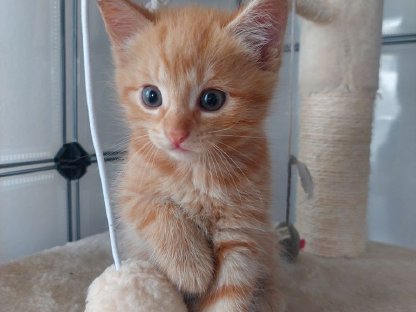 Verschmuste Katzenbabys suchen ihr Zuhause
