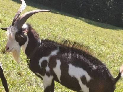 Bild 2:Ziegenbock