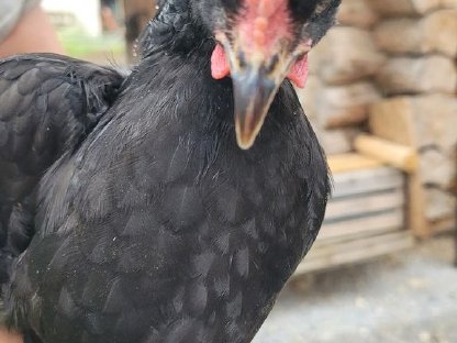 Bild 2:Hahn/Gockel abzugeben