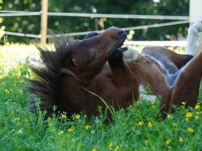 Minishetland Pony