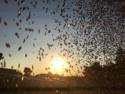 Bild 3:Leinsamen Bio