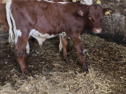 Pinzgauer Stierkalb