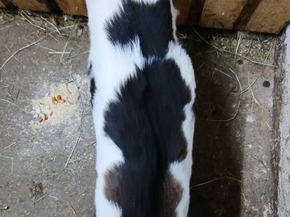 Bild 2:Tauernscheckenkitz