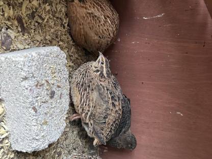 Bild 4:Wachtel Hahn zu verschenken