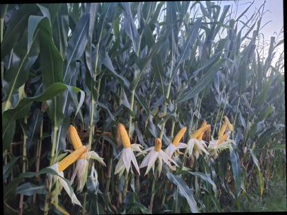 Bild 2:Mais-Heu-Rundballen