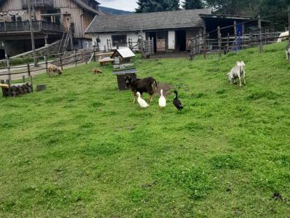 Bild 6:Laufenten Erpel