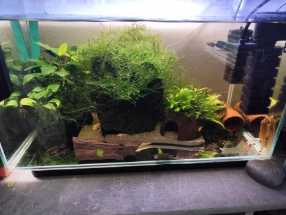 Aquarium mit kompletter Deko, Filter, Füllspektrum, Lampe