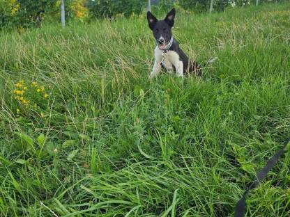 Bild 6:Reinrassige Border Collie Welpen abzugeben