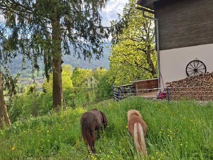 Bild 4:The Little Firehorses Minishetlandponys