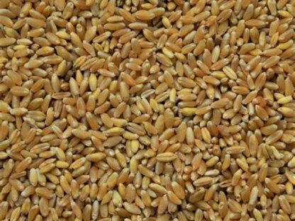 Hartweizen Durum Bio Demeter, Saatgutqualität