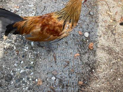 Bild 2:Zwei deutsche Zwerghähne, ein Vierteljahr alt