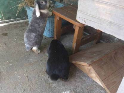 Bild 2:3 Kaninchen