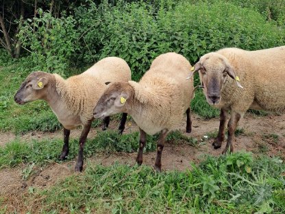 Bild 3:Aue und Auenlämmer abzugeben