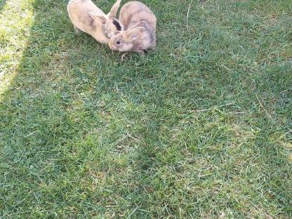 Bild 6:Zwergkaninchen