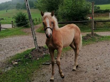 Bild 2:Tiroler Haflinger Hengstfohlen