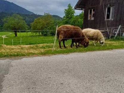 Bock Bergschaf