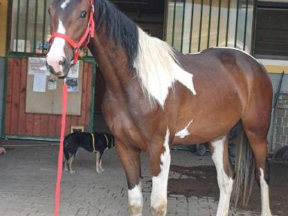 Bild 3:Pintowallach  Whisky the Champion