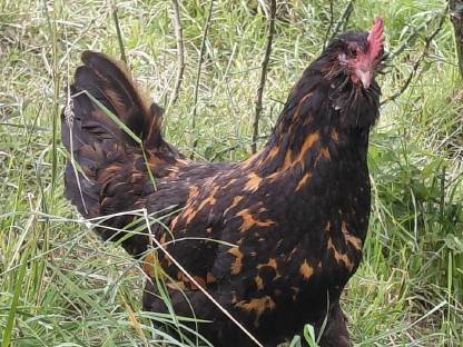 Bild 4:Thüringer Barthuhn Küken