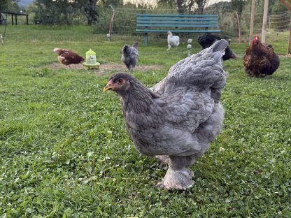 Bild 3:Hähne und Hennen zu verkaufen