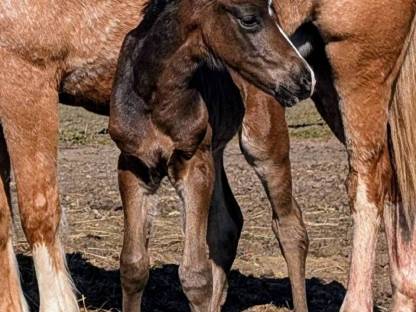 Bild 6:Robuste Fohlen für Freizeit