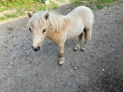 Mini Shetty Hengstfohlen