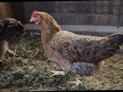 Bild 3:Bielefelder Kennhuhn