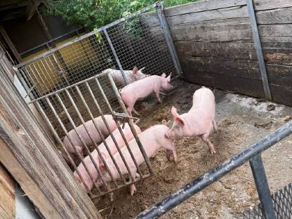 Bild 2:Ferkel