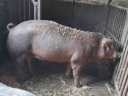Bild 2:Reinrassige Duroc Zuchtsau