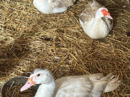 Bild 4:Warzenenten und Laufenten