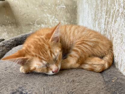 Bild 7:Kätzchen - Babykatzen - Langhaar - Halblanghaar - Kurzhaar