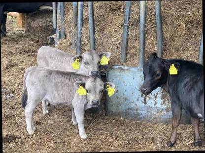 Bild 7:Dahomey Rinder