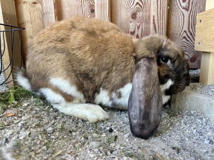 Bild 5:Deutsche Widder Hasen